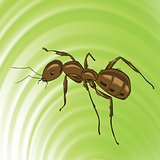 brown ant