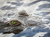 Crocodile eye