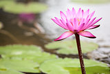 Pond with Pink Water Lily Flower