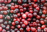 background of red cranberries 