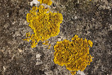Two patches of yellow crustose lichen