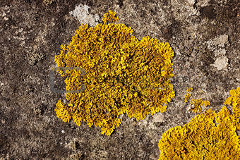 Detail of yellow crustose lichen