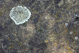 Crustose lichen on concrete