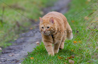 Red cat walks in the autumn grass 