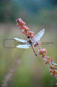 Dragonfly in the drops of dew