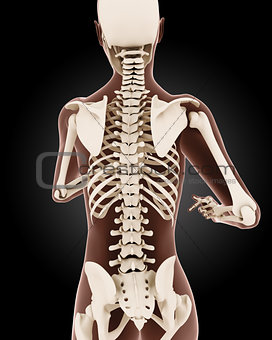 Female medical skeleton
