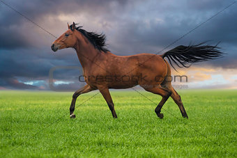 Horse trott on a green grass