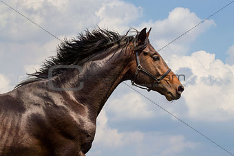 Portrait of galloping horse