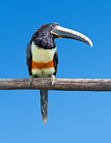 Black-necked Aracari  