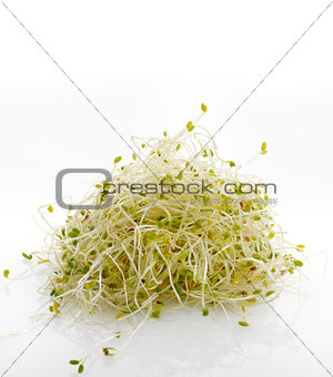Fresh Alfalfa Sprouts