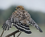 Red Shouldered Hawk Perching