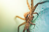 Brown spider in green background