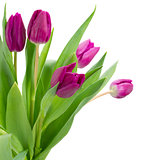 purple  tulips bouquet