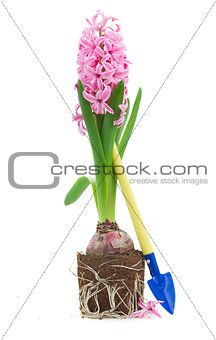 Gardening spade with hyacinth