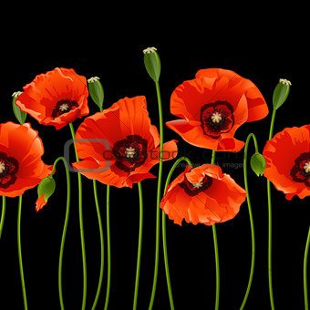 Red poppies in a row on black background.