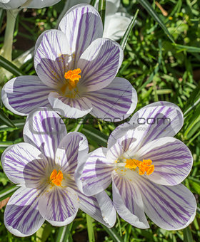 Violet striped crocus with yellow pistil