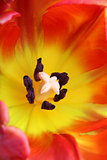 detailed image of tulip