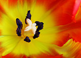 Detailed image of tulip