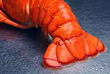 Lobster tail