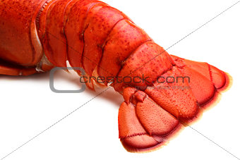  Lobster tail