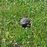 turtle spring nature