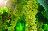  Close up view of hanging grapes