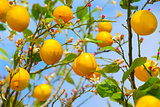 Lemons growing on lemon tree