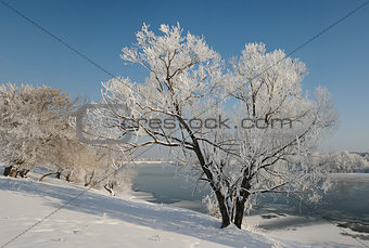 Lonely winter tree covered with frost.
