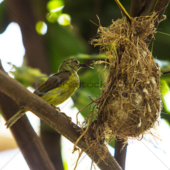 Bird (Olive-backed Sunbird)
