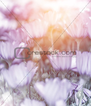 Soft focus of daisy field