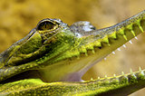 Gharial, also known as gavial