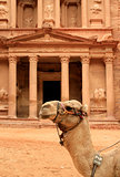Siting Cammel and The treasury at Petra, Lost rock city of Jordan.