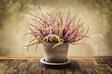 Detail of nice heather flower in pot, vintage style