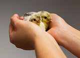 Chick on hand