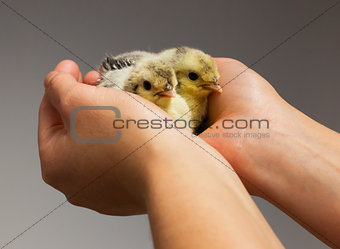 Chick on hand