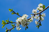 Blossoming cherry branch with white flowers