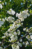 Blossoming cherry branch with white flowers
