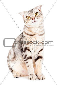 Cat looking something and isolated on white background
