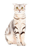 Cat isolated over white background