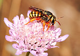 Bee apis mellifica
