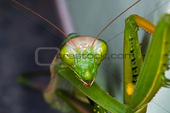 Particular of a green mantis