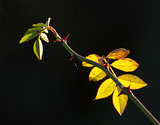 Rose Leaves Backlit