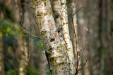 Silver Birch Tree in Woodland