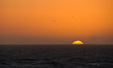 Sunset and Gulls