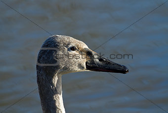 Trumpeter Swan Cygnet