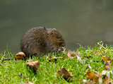 Water Vole Eating