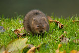 Water Vole on River Bank