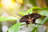 Butterfly Parides Photinus