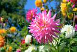 Pink Dahlia Flower Closeup