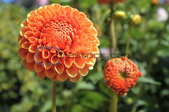 Orange Dahlia Flower Closeup
